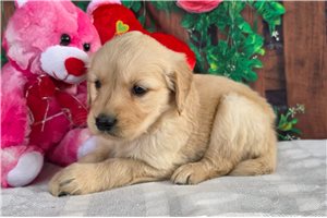 Heidi - puppy for sale