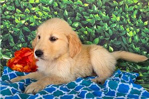 Alexander - Golden Retriever for sale