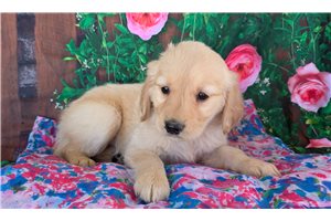 Heidi - Golden Retriever for sale