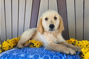 Adam - Golden Retriever for sale