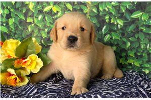 Arthur - puppy for sale