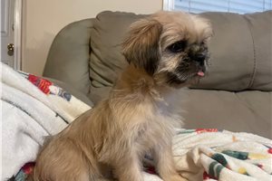 Siren - Shih Tzu for sale