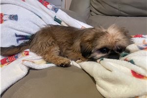 Sonny - Shih Tzu for sale