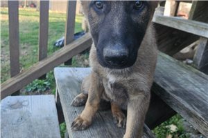 Gretel - puppy for sale