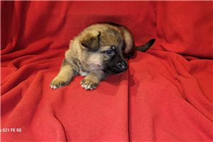 Gunner - puppy for sale