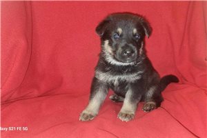 Gustaf - puppy for sale