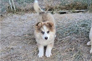 James - puppy for sale