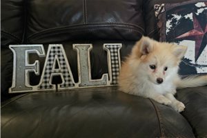 Jersey - Pomsky for sale