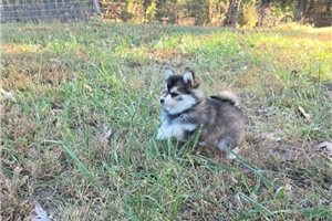 Jessie - Pomsky for sale