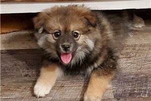 Atlas - puppy for sale