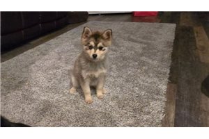 Joey - puppy for sale