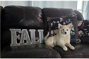 Justice - Pomsky for sale