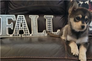 Jumper - Pomsky for sale
