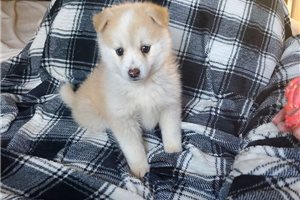 Grayson - puppy for sale
