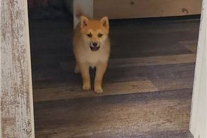 Ashton - puppy for sale