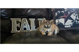 Jessie - Pomsky for sale