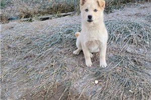 Jazz - puppy for sale