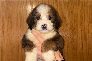 Josie - Bernedoodle for sale