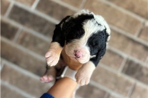 Jayla - Bernedoodle for sale