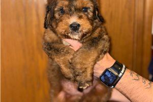 Jimmy - Bernedoodle for sale
