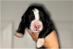 Johnny - puppy for sale