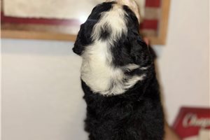 Jayla - puppy for sale