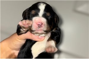 Jazz - puppy for sale