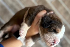 Java - puppy for sale