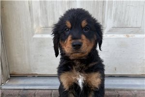 Lennon - Mixed/Other for sale