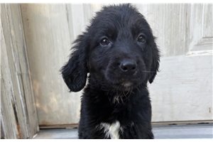 Leopold - Mixed/Other for sale