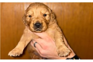 Monty - Golden Retriever for sale