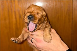 Monroe - puppy for sale