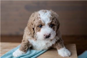 Fernando - puppy for sale