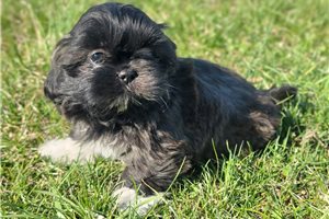 Gerald - puppy for sale