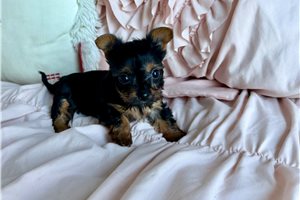 Holiday - puppy for sale
