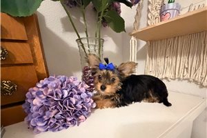 Hidalgo - Yorkshire Terrier - Yorkie for sale