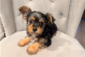 Hidalgo - Yorkshire Terrier - Yorkie for sale