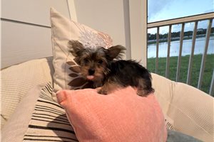 Hidalgo - Yorkshire Terrier - Yorkie for sale