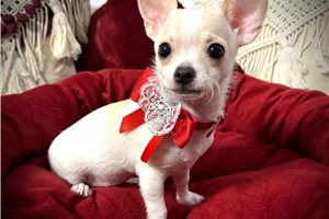 Fiona - Chihuahua for sale
