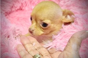 Cate - Chihuahua for sale