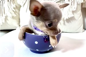 Cortez - Chihuahua for sale