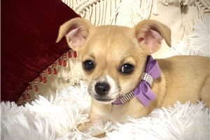 Emma - Chihuahua for sale