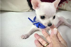Frankie - Chihuahua for sale