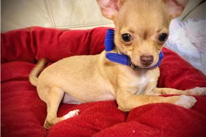 Chester - Chihuahua for sale