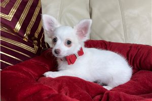 Brittany - Chihuahua for sale