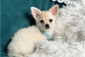 Adeline - Chihuahua for sale