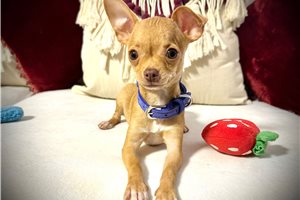 Chester - Chihuahua for sale