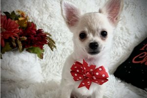 Adeline - Chihuahua for sale