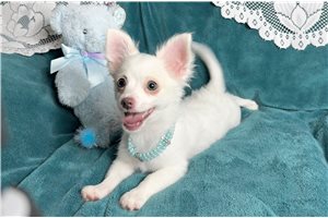 Brittany - Chihuahua for sale