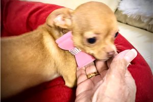Cate - Chihuahua for sale
